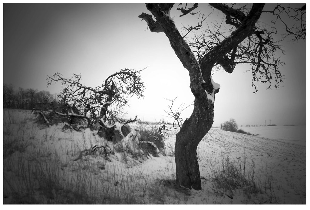 Wilsecker, bei Kyllburg/Eifel, 2013