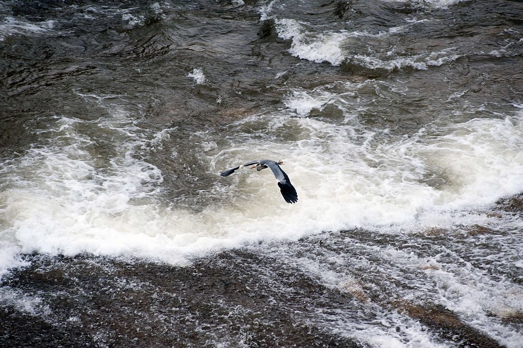 Reiher über dem Rauschen, 08.02.2013