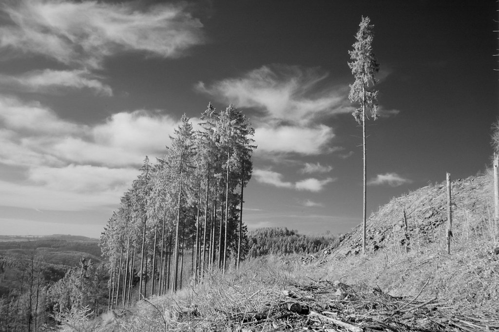 Baumschneise, Nähe Mohrweiler Höhe (Infrarotaufnahme), 15.02.2015