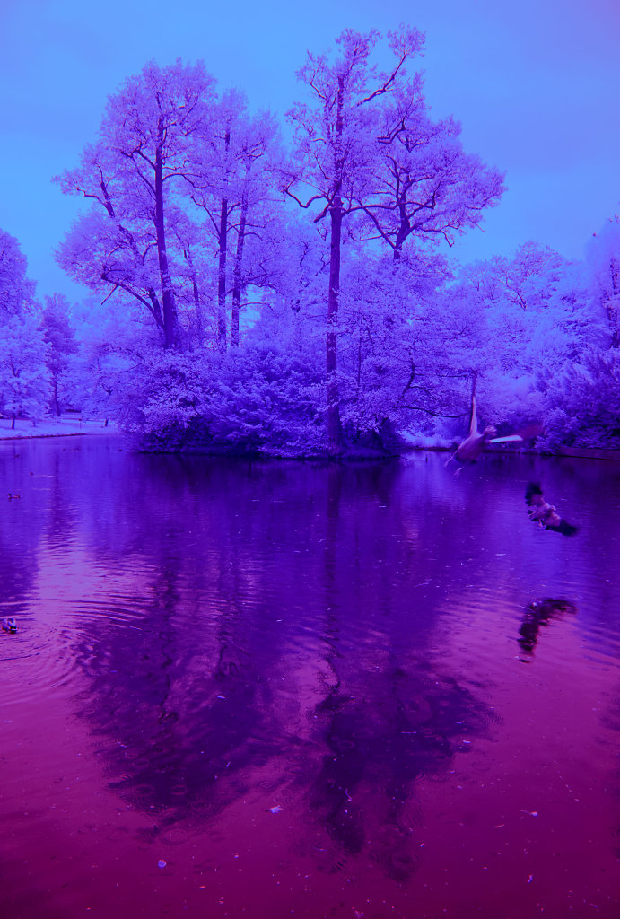 Teich im Kurpark, Wiesbaden 2015