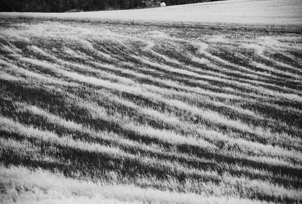 Feld im Hunsrück, nahe Herrstein 2015